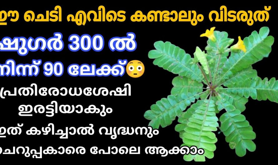 എന്നും ചെറുപ്പം ആയിരിക്കാൻ ഇനി മുക്കുറ്റി ഇങ്ങനെ ഉപയോഗിക്കാം