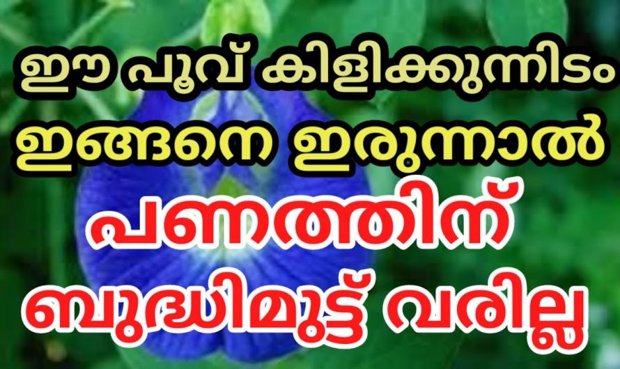 നിങ്ങളുടെ വീട്ടിൽ ഈ ചെടികൾ ഉണ്ടോ എങ്കിൽ അതിന്റെ ചുവട്ടിൽ ഇങ്ങനെ ചെയ്യു