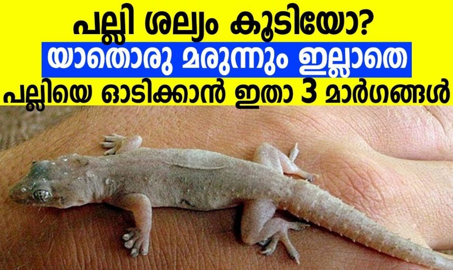 ഇനി പല്ലി നിങ്ങളുടെ വീടിന്റെ പരിസരത്ത് പോലും വരില്ല