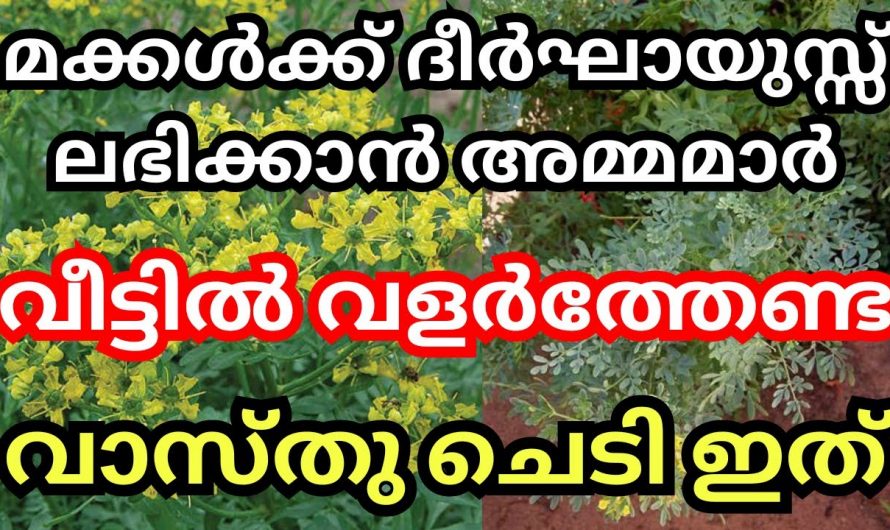 മക്കളുടെ ഉയർച്ച ആഗ്രഹിക്കുന്ന അമ്മമാർ ഇനി ഇതുമാത്രം ചെയ്താൽ മതി