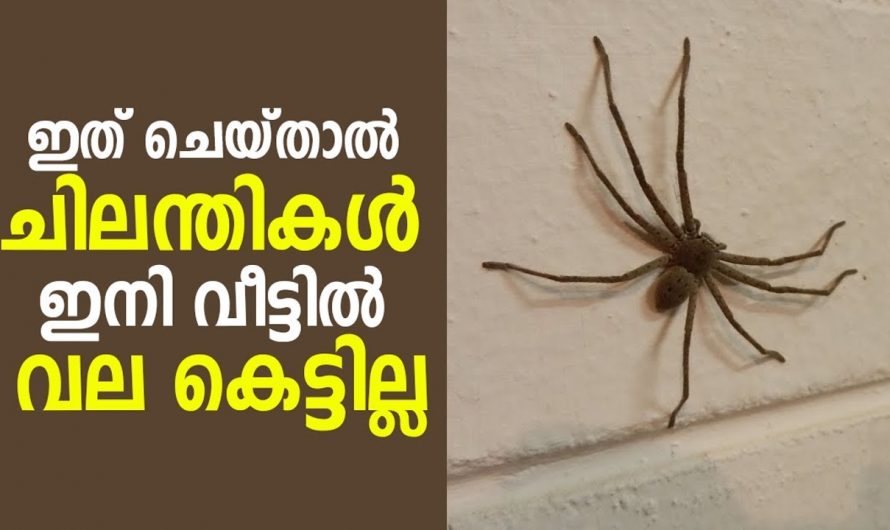 ചിലന്തി വലയാണോ നിങ്ങളുടെ പ്രശ്നം ഇങ്ങനെ ചെയ്താൽ ഒരു ചിലന്തിയും ഇനി നിങ്ങളുടെ വീടിനകത്ത് വല കെട്ടില്ല