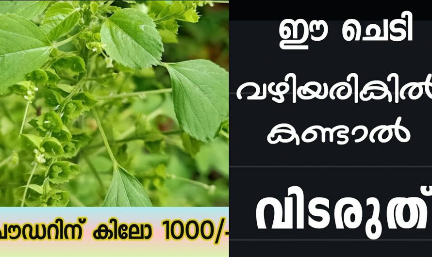 ഇനി ഈ ചെടി കണ്ടാൽ വിട്ടു കളയണ്ട ഇത് കുപ്പയിലെ മാണിക്യമാണ്