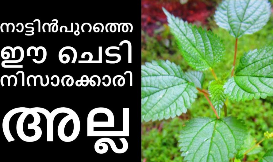 ചൊറിയണം ഇനി വെറും ചൊറിയൻ മാത്രമല്ല ഇതിന്റെ ഗുണങ്ങൾ അറിഞ്ഞാൽ  അതിശയിക്കും