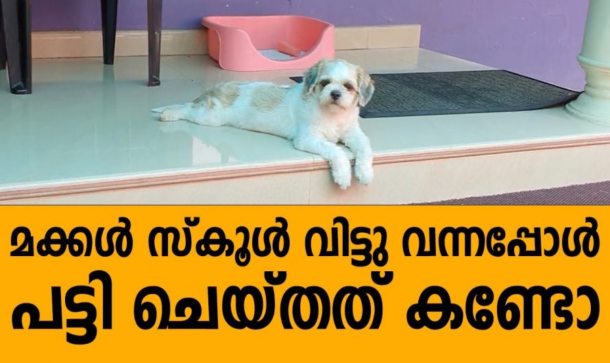 സ്കൂളിൽ നിന്നും തിരിച്ചു വന്ന കുട്ടികളോട് പട്ടി ചെയ്തത്