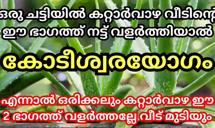 നിങ്ങളുടെ വീട്ടിൽ ഈ ഭാഗത്ത് കറ്റാർവാഴ വളർന്നു എന്നാൽ സർവ്വ ഐശ്വര്യമാണ്