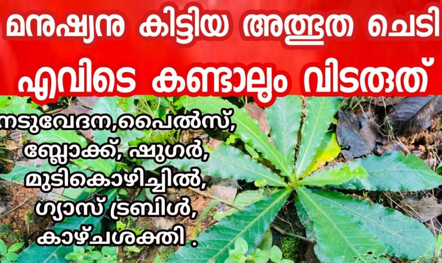 എവിടെ കണ്ടാലും വിട്ടു കളയണ്ട ഈ ചെടി ഒരു അത്ഭുതമാണ്