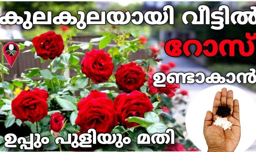 ഇത് ചെയ്താൽ ഇനി ഉണങ്ങിയ ചെടികൾ പോലും ശക്തിയോടെ മുളച്ചു വരും