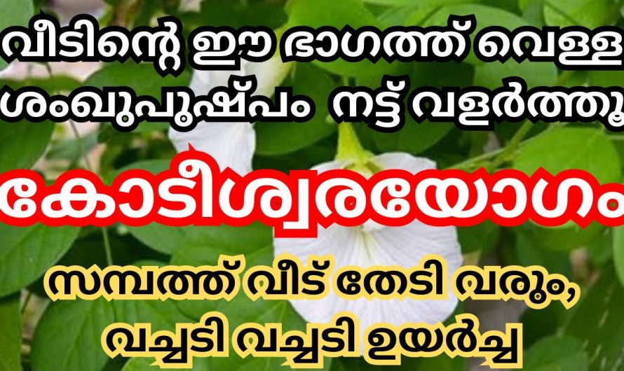 ഇനി ഈ വെള്ള ശംഖുപുഷ്പം മാറ്റും നിങ്ങളുടെ തലവര