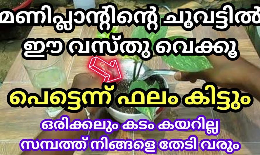 ഇങ്ങനെ ചെയ്താൽ നിങ്ങളുടെ വീട്ടിലെ മണി പ്ലാനും ഉടനടി ഫലം നൽകും