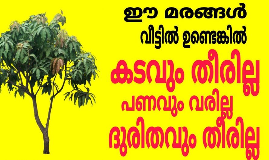 നിങ്ങളുടെ കോമ്പൗണ്ടിൽ ഈ ചെടികൾ ഉണ്ടെങ്കിൽ ഉടൻ നശിപ്പിച്ചോളൂ