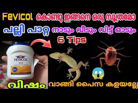 ഫെവിക്കോൾ കൊണ്ട് ഇങ്ങനെ ചെയ്താൽ മതി പല്ലി പിന്നെ പരിസരത്ത് വരില്ല