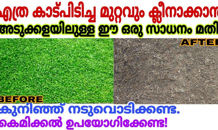 ഇനി പുല്ല് പറിച്ച് നടുവൊടിക്കേണ്ട, എന്തെളുപ്പം ചെലവില്ലാത്ത ഈ രീതി