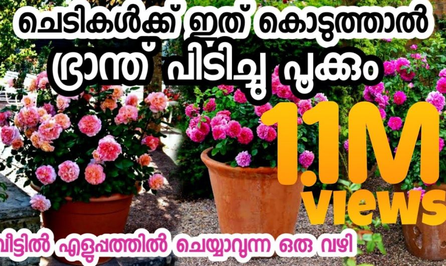 കുഞ്ഞു ചെടിയിലും നിറയെ പൂക്കൾ ഉണ്ടാകാൻ എങ്ങനെ ചെയ്യു