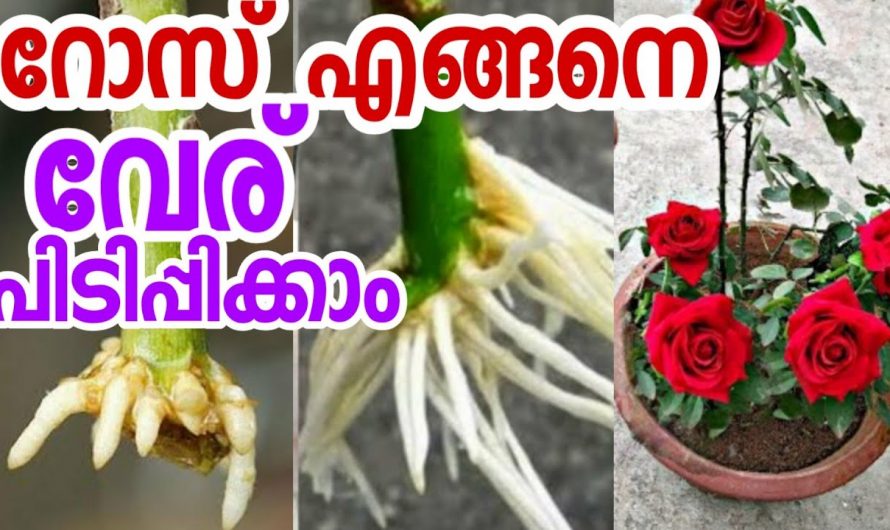 ഒരിക്കൽ ഇങ്ങനെ ചെയ്‌താൽ ഇനി നിങ്ങൾ ഇങ്ങനെ മാത്രമേ ചെയ്യൂ