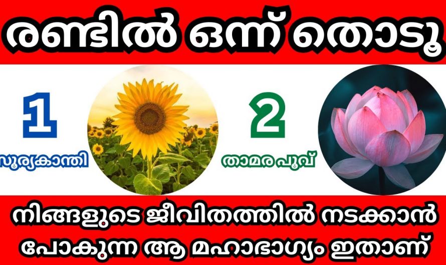 രണ്ടു പൂക്കളിൽ ഒന്ന് തൊട്ടു നോക്കൂ നിങ്ങൾ തന്നെ ഞെട്ടിപ്പോകും