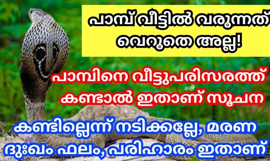 നിസ്സാരമാക്കണ്ട പാമ്പ് വരുന്നത് ചുമ്മാതല്ല