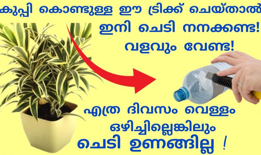 ഇനി ചെടി നനയ്ക്കാൻ മറന്നാലും വിഷമിക്കേണ്ട എന്നും ഈർപ്പം നിലനിൽക്കും