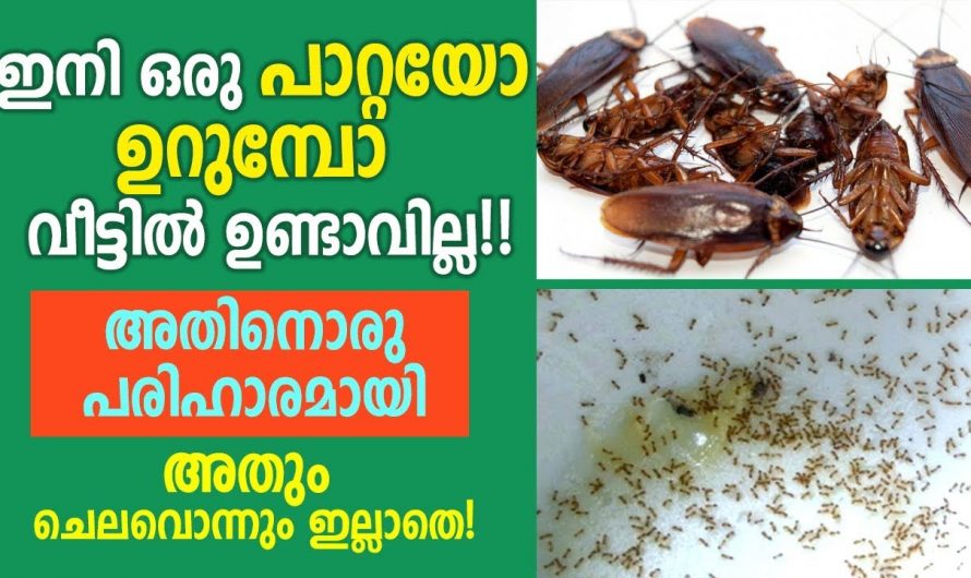 ഇങ്ങനെ ചെയ്താൽ ഉറുമ്പും പാറ്റയും ഒന്നുപോലും അവശേഷിക്കില്ല