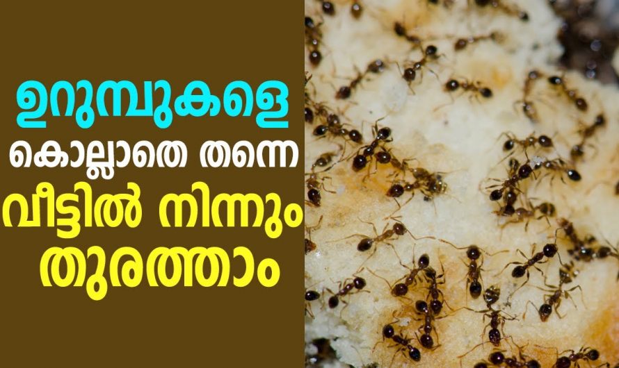 ഇനി അകത്ത് പഞ്ചസാര വിതറി ഇട്ടാലും ഉറുമ്പ് വരില്ല