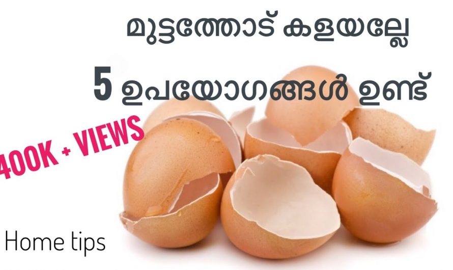 ഇതറിഞ്ഞാൽ നിങ്ങൾ ഇനി മുട്ടത്തൊണ്ട് വേസ്റ്റിൽ നിന്നും പെറുക്കി എടുക്കും