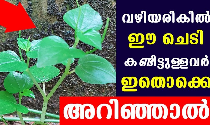 ഇതൊരു പാഴ്ചെടിയല്ല ഇനിയും ഇതിനെക്കുറിച്ച് അറിഞ്ഞില്ലെങ്കിൽ തീരാനഷ്ടമാകും