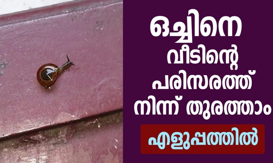 ഏത് ഭീകരൻ ഒച്ചിനെയും മിനിറ്റുകൾ കൊണ്ട് ഇത് ഇല്ലാതാക്കും