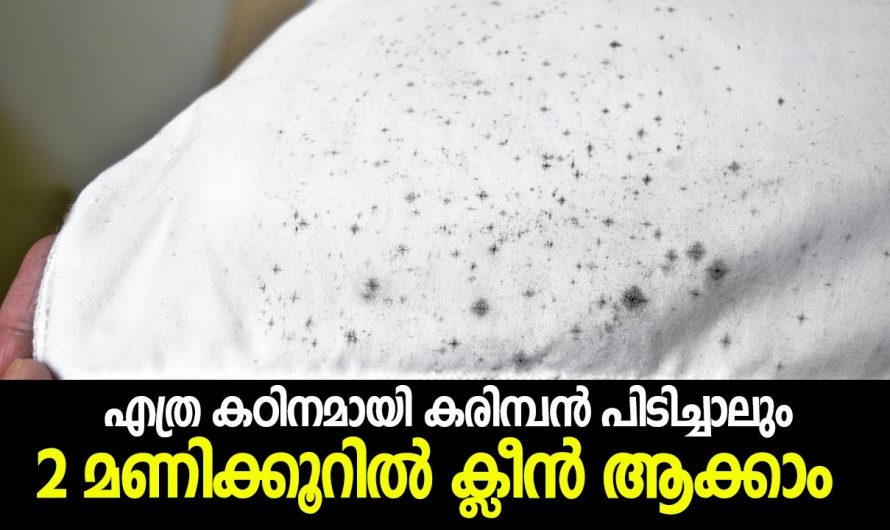 ആർക്കും ഇതുവരെ അറിയാത്ത ഒരു മാർഗ്ഗം, എത്ര കരിമ്പനടിച്ച വസ്ത്രങ്ങളും ഇനി ഉരച്ചു കഴുകി ബുദ്ധിമുട്ടണ്ട