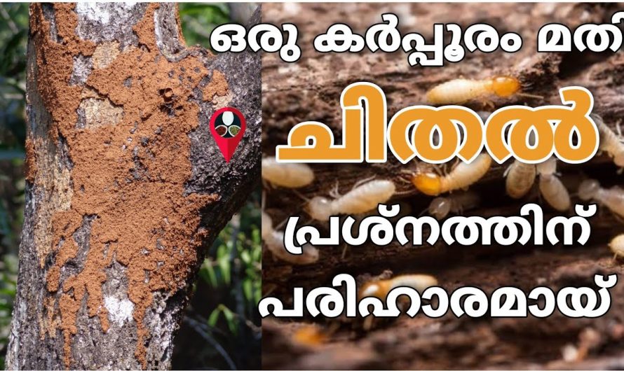 ചെടിയിലോ ചുമരിലോ ഇനി എവിടെ ചിതൽ വന്നാലും ഇതൊരു ടീസ്പൂൺ മതി