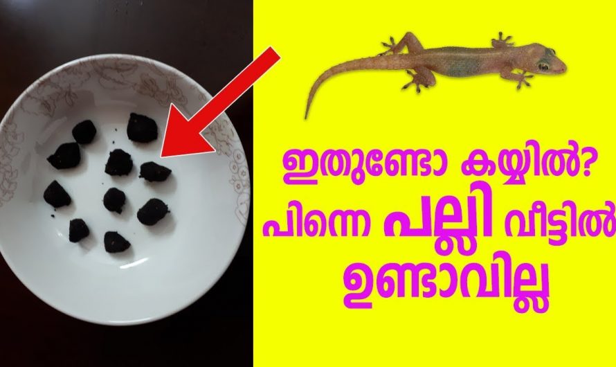 ഒരൊറ്റ സിഗരറ്റ് കൊണ്ട് വീട്ടിലുള്ള പല്ലി മുഴുവൻ ചാകും