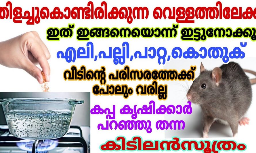 പാറ്റയും പല്ലിയും എലിയും ഇനി പരിസരത്ത് വരില്ല