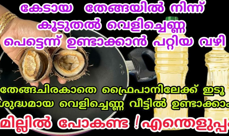 കേടായ നാളികേരം ഇനി കളയണ്ട പ്യുവർ വെളിച്ചെണ്ണ ഉണ്ടാക്കാൻ അതുമതി