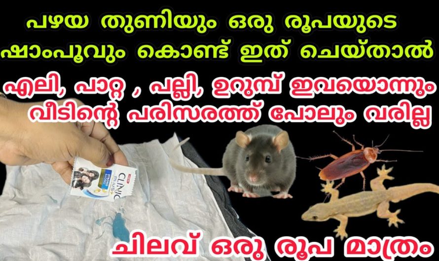 ഒരുപാട് ബുദ്ധിമുട്ടേണ്ട ഒരു രൂപ ചെലവാക്കിയാൽ എലി പൂർണമായും നശിക്കും