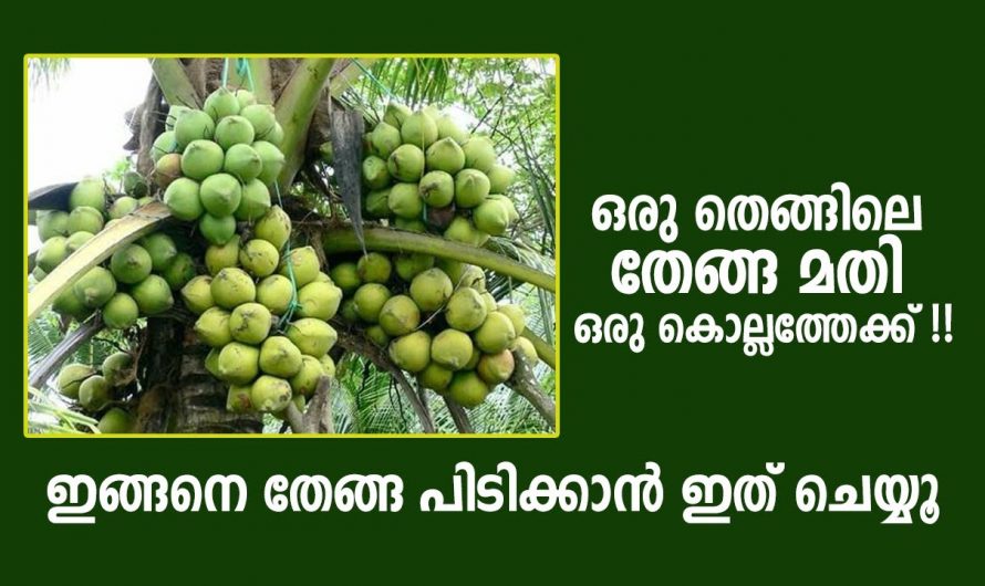 ഏത് വേനലിലും തെങ്ങ് നിറയെ കായ്ക്കാനും ഇരട്ടി വിളവ് ഉണ്ടാകാനും ഇത് ഒരു പിടി മതി