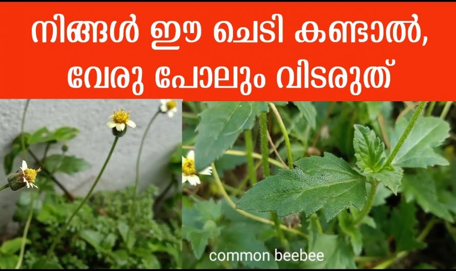 ഇവനത്ര നിസാരക്കാരനല്ല ഒരു പാഴ് ചെടിയായി തള്ളിക്കളയരുത്