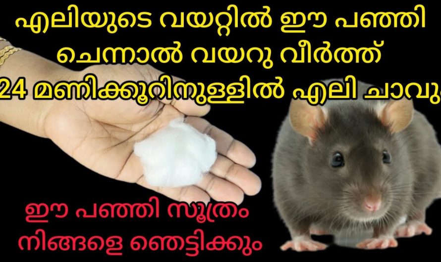 ഇനി എലിയെ കൊല്ലണ്ട ഇത് ചെയ്താൽ എലി ജീവനും കൊണ്ട് ഓടും