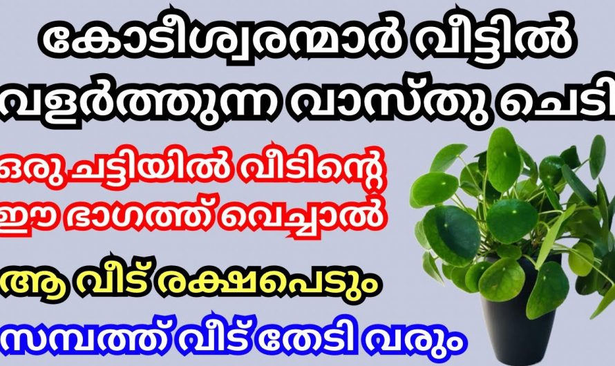 ഈ അത്ഭുത ചെടിയാണ് പലരെയും കോടീശ്വരന്മാർ ആക്കിയത്, നിങ്ങൾക്കും കോടീശ്വരൻ ആകണം എങ്കിൽ ഇതൊന്നു വളർത്തൂ