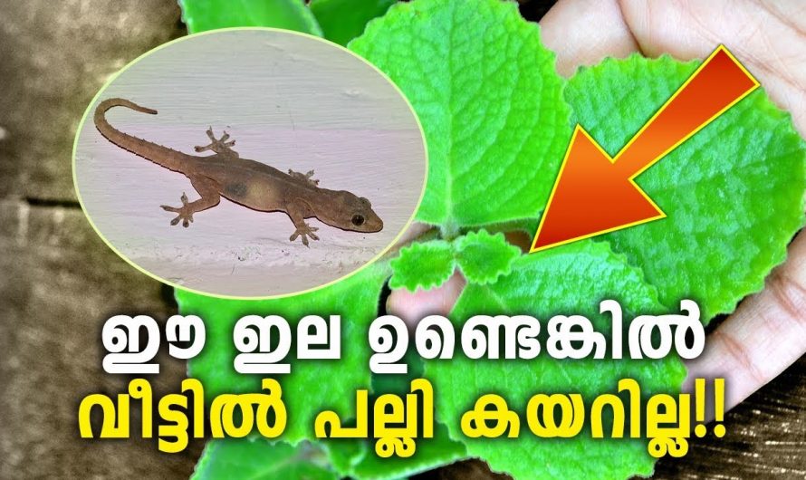 ഈ ഒരു ഒറ്റ ഇല ഉണ്ട് എങ്കിൽ പ്രശ്നം മുഴുവനും പെട്ടെന്ന് തീരും