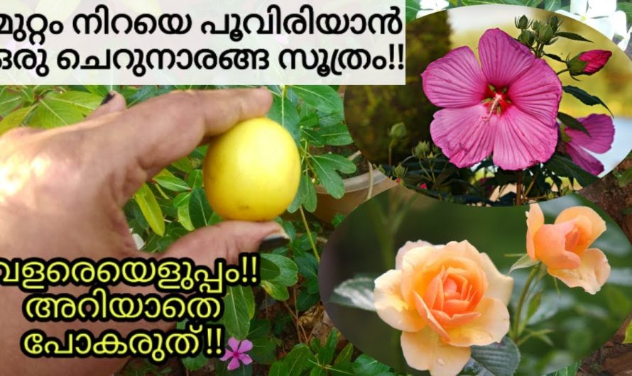 മുറ്റം നിറയെ പൂക്കൾ വിരിയാൻ ഇനി ഈ ഒരു ചെറുനാരങ്ങ മാത്രം മതി