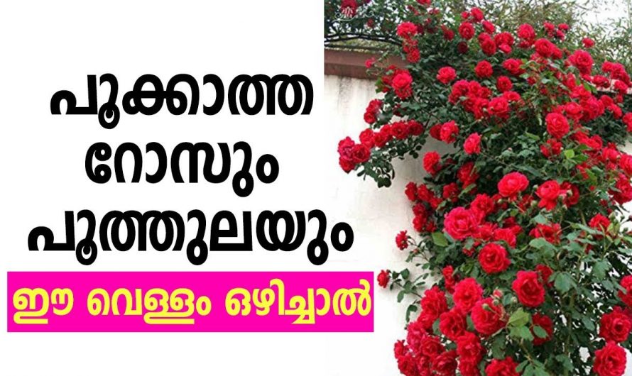 ഒരു റോസാച്ചെടി പെട്ടെന്ന് വളരാനും നിറയെ പൂക്കൾ ഉണ്ടാകാനും ഇനി ഇതു മതി