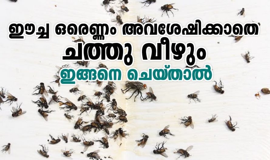 ഇനി ഒരു ഈച്ച പോലും നിങ്ങളുടെ അടുക്കളയിൽ കടക്കില്ല