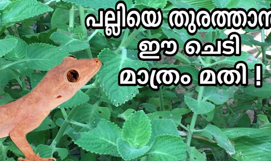 ഇത്ര നിസ്സാര പരിഹാരമുള്ളപ്പോഴാണ് വെറുതെ വിഷമിച്ചത്, പല്ലിയെ ഇനി വക വെക്കുകയേ വേണ്ട