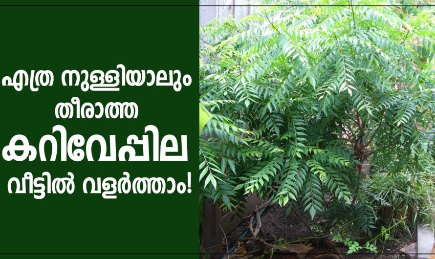 എത്ര പറിചാലും തീരാത്ത വേപ്പില, നിങ്ങളുടെ മുറ്റത്തും