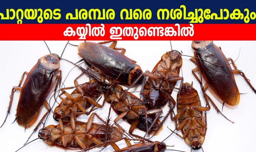 ഒരു രൂപ ചെലവില്ലാതെ ഇനി പാറ്റകൾ ചത്തോടുങ്ങും