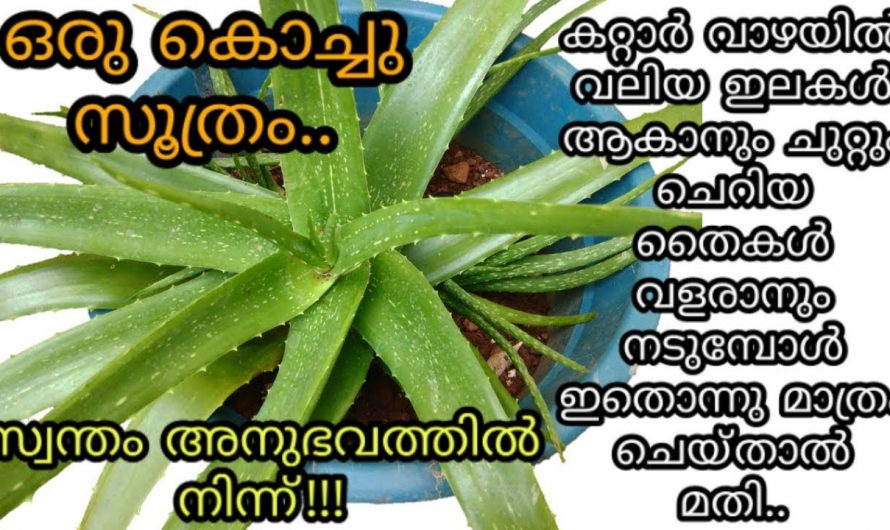 വേറെ ഒരു വളവും ചേർക്കണ്ട നിങ്ങളുടെ കറ്റാർവാഴ ഇനി കട്ടിയായി വളരും