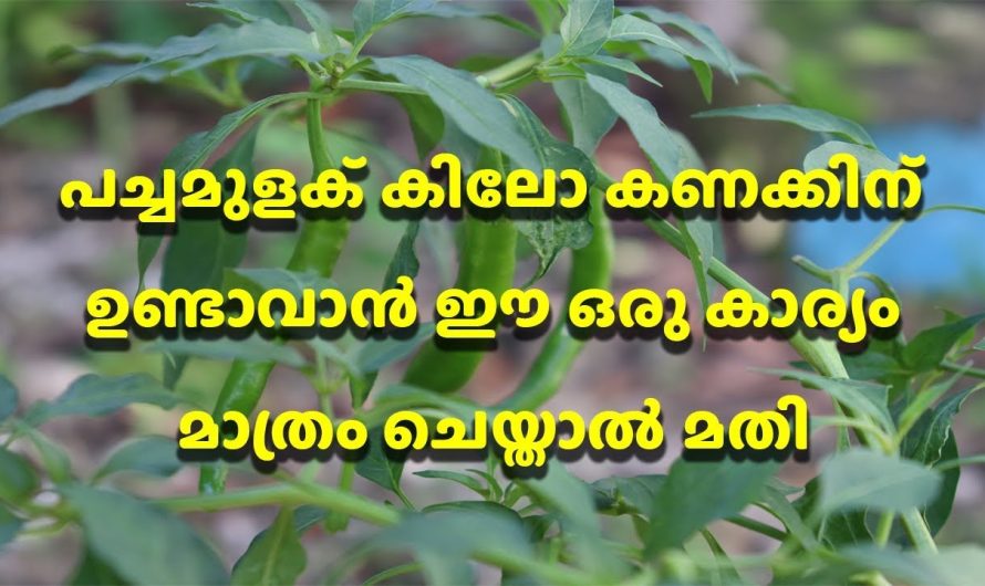 ഇനി പച്ചമുളക് പൊട്ടിച്ച് നിങ്ങളുടെ കൈകഴക്കും, കുഞ്ഞൻ ചെടിയിലും നിറയെ പച്ചമുളക് കിട്ടും