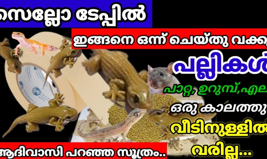 ഒരു ചെറിയ ടൈപ്പ് ഉണ്ട് എങ്കിൽ പാറ്റയും പല്ലിയും ഇനി സ്വപ്നങ്ങളിൽ മാത്രം