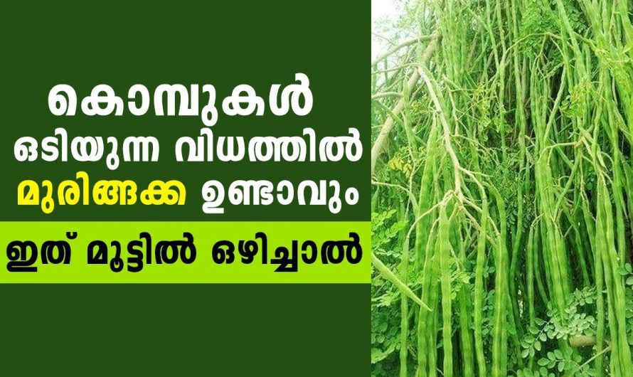 കായ നിറഞ്ഞ ഒരു മുരിങ്ങ മരമാണോ നിങ്ങൾ ആഗ്രഹിക്കുന്നത്