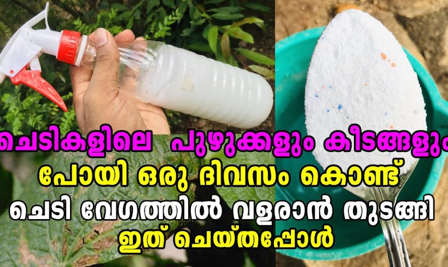 ഇതുണ്ടെങ്കിൽ ഇനി ഇല തിന്നുന്ന പുഴു ഒന്നുപോലും ബാക്കിയാകില്ല