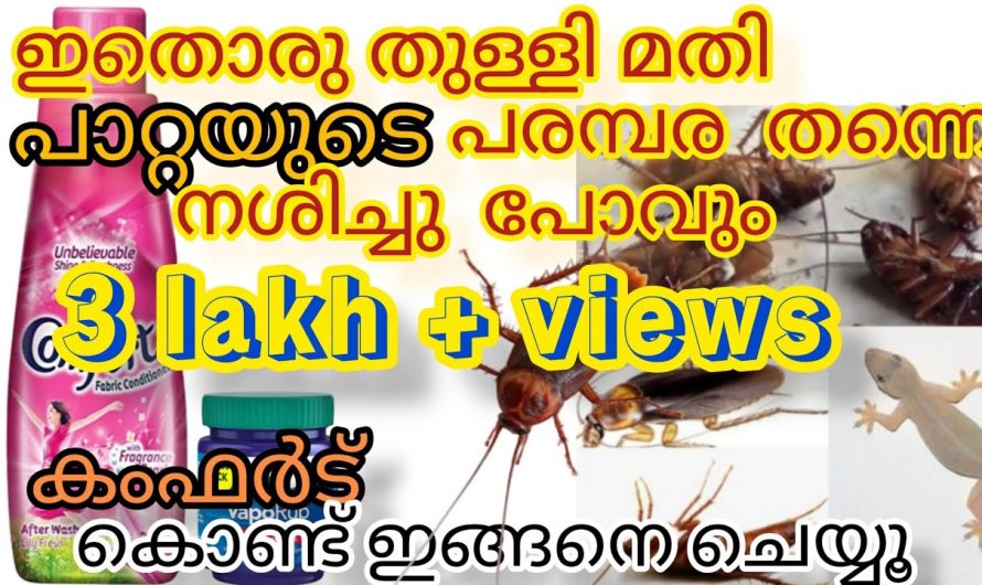 വീട് മുഴുവൻ പോസിറ്റീവ് എനർജിയും, ഒപ്പം ഇത് പല്ലികളെയും നശിപ്പിക്കും