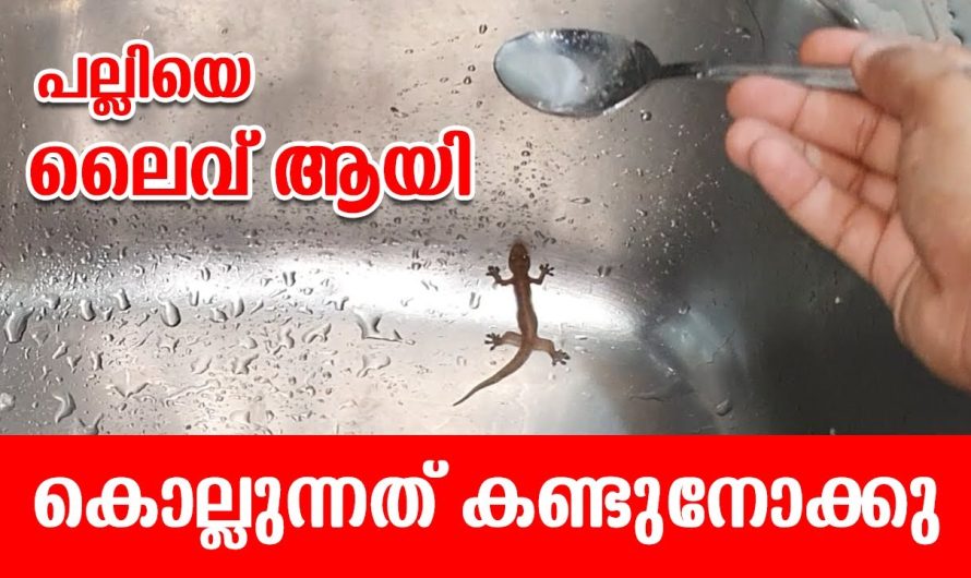 പല്ലിയെ കൊല്ലുന്നത് ലൈവ് ആയി കാണാം, ഇതിൽ എന്തെങ്കിലും സത്യമുണ്ടോ